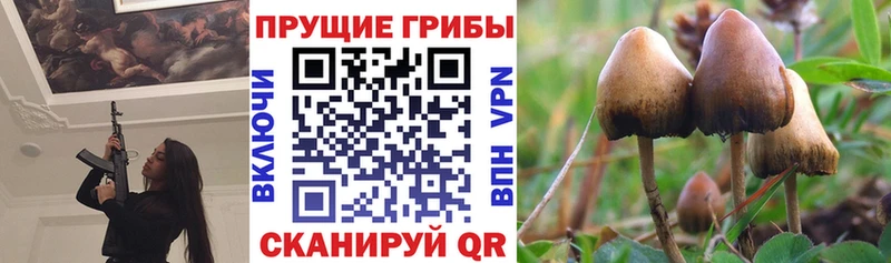 купить наркоту  Горнозаводск  Псилоцибиновые грибы Cubensis 